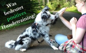 Read more about the article Was bedeutet positives Hundetraining?