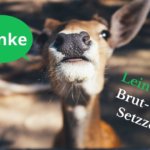 Leine ran – das Wild dankt