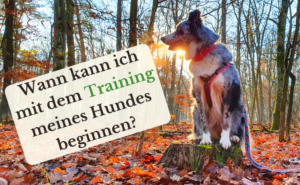 Read more about the article Ab wann kann ich mit dem Training meines Hundes beginnen?